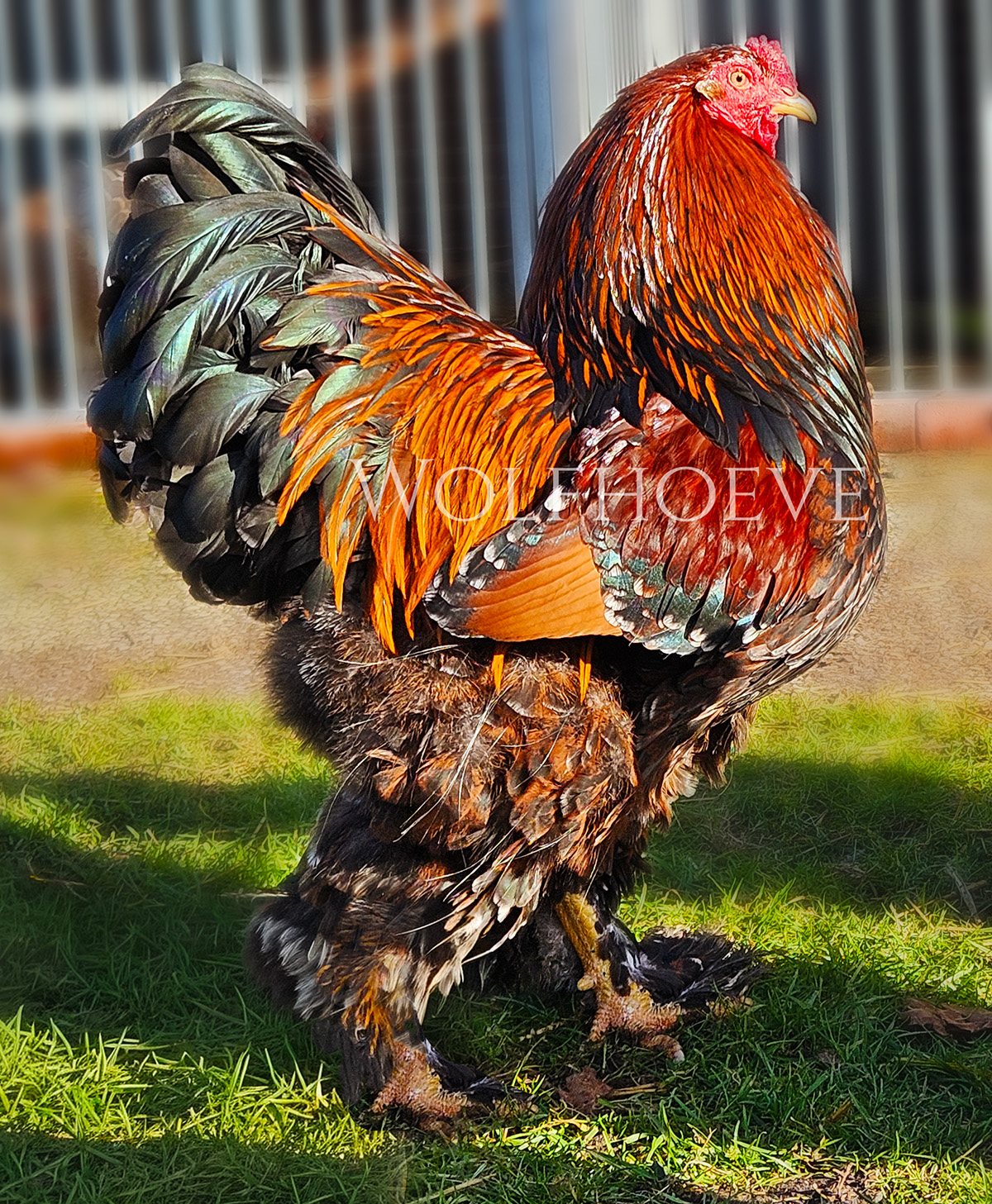 Wolfhoeve — Giant Brahma Breeding