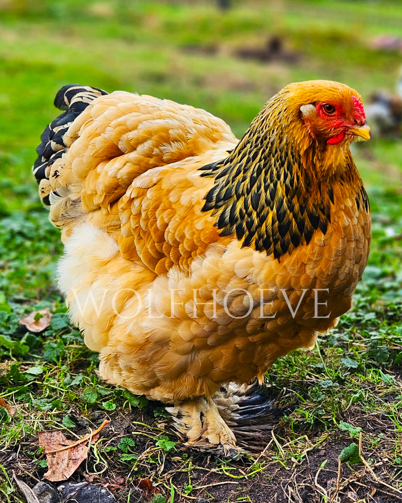 Brahma chicken