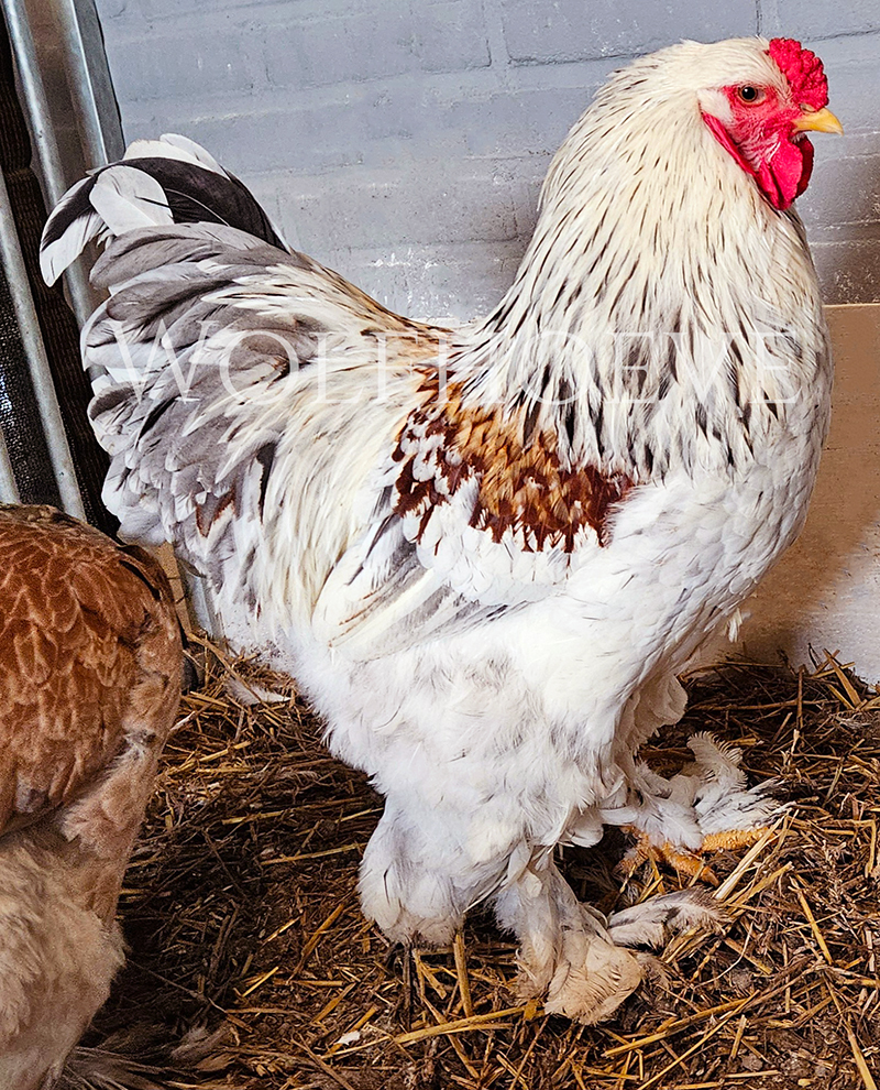 Farm photo 2