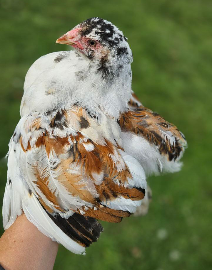 Farm photo 3